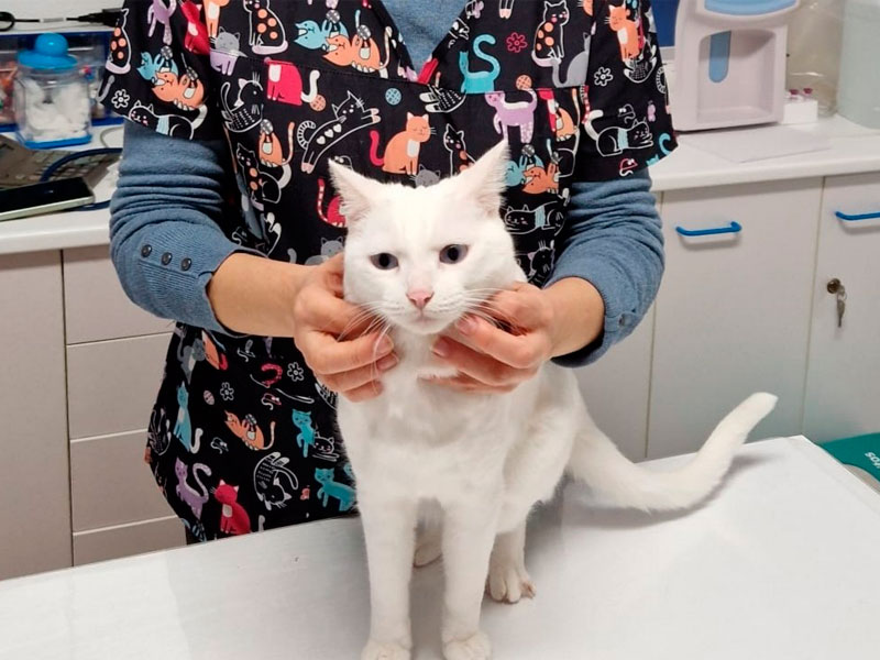 gato_1