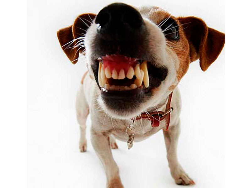 perro1